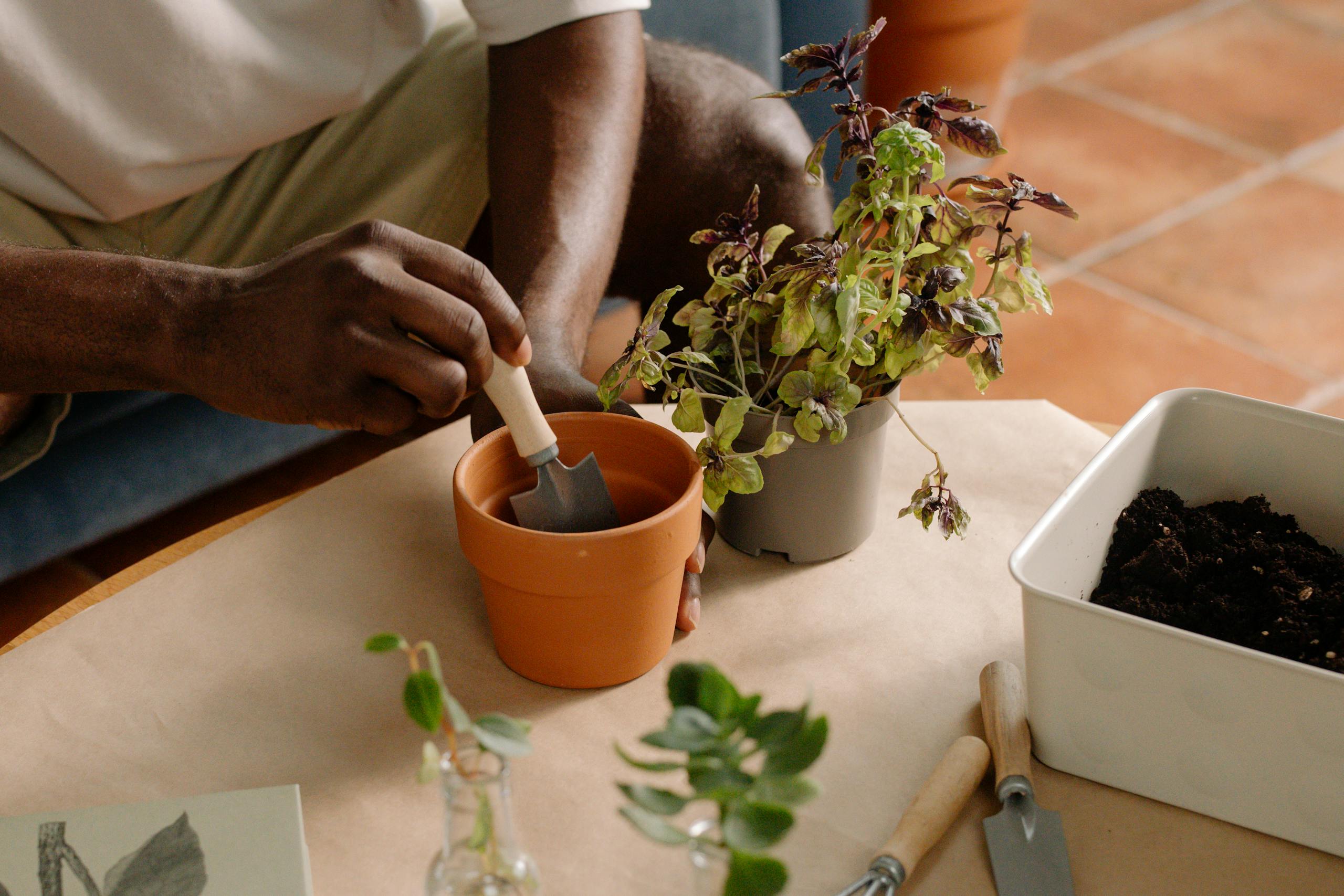 A person planting herbs in pots indoors, focusing on garden tools and soil.
