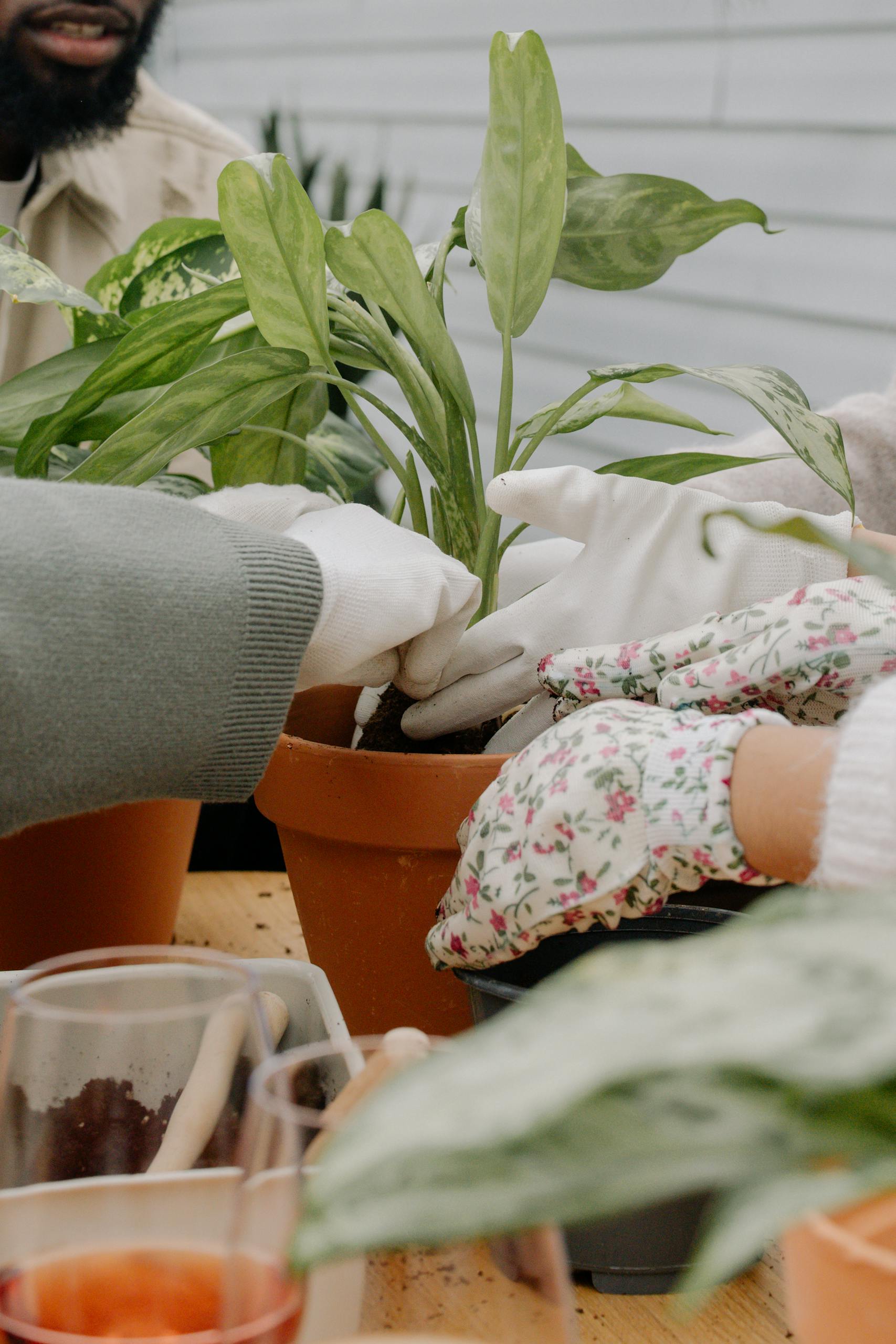 Adults working together to plant a green houseplant in a terracotta pot indoors.