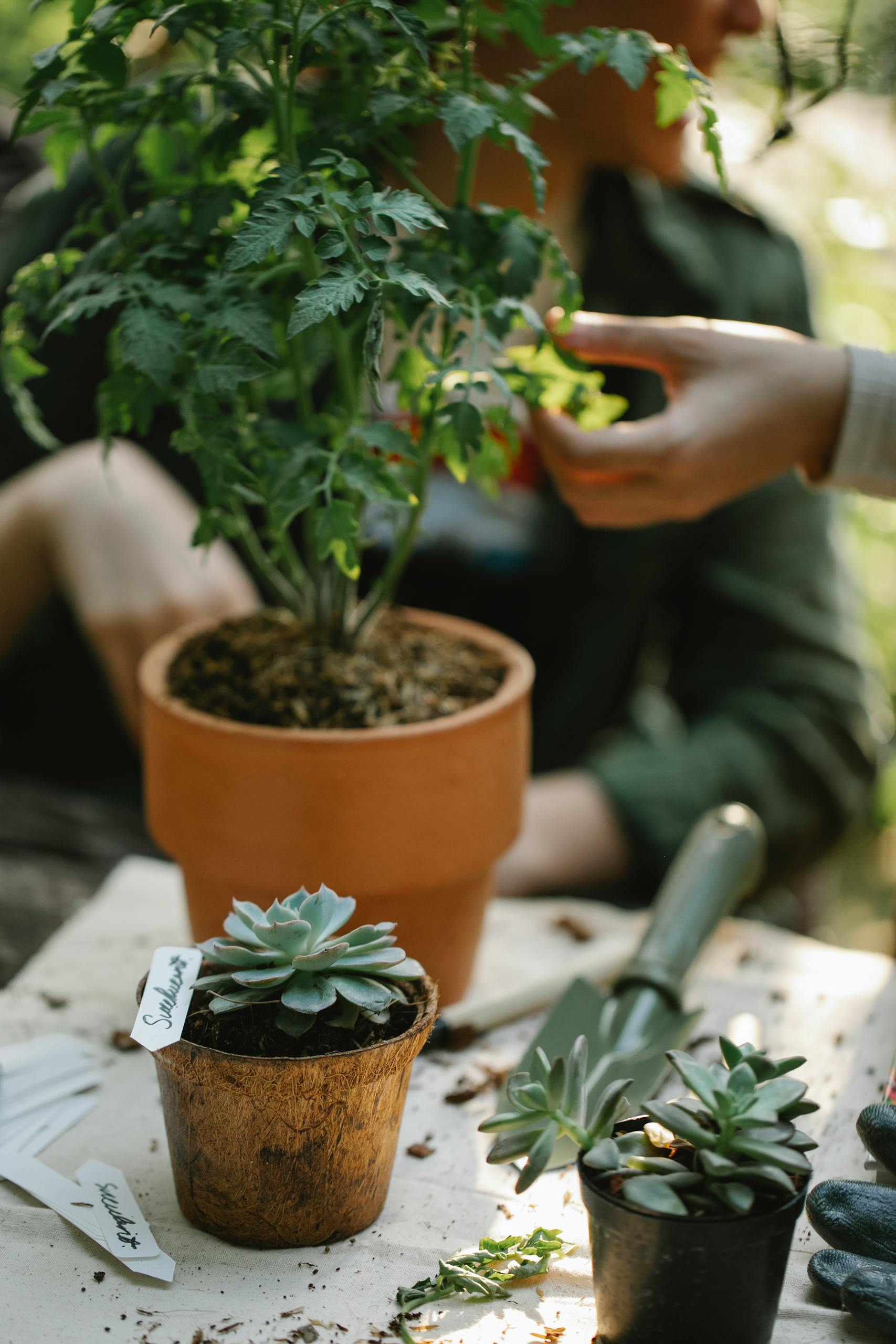 Two people tending to potted plants outdoors with gardening tools.